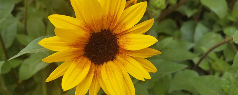 向日葵9.jpg 向日葵9.jpg