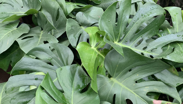 龟背竹.jpg 龟背竹.jpg