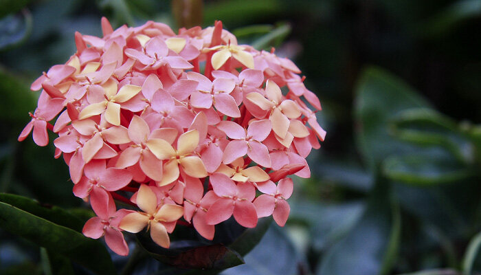 龙船花.jpg