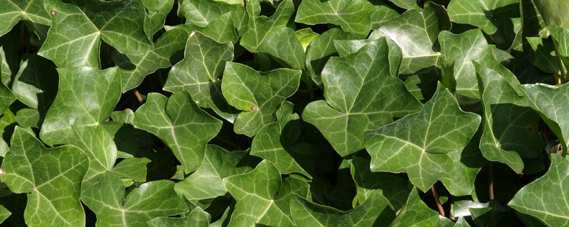 常春藤.jpg 常春藤.jpg