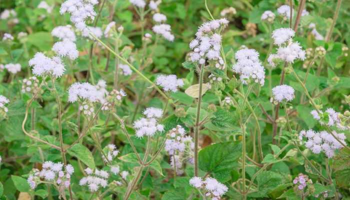 繁星花.jpg