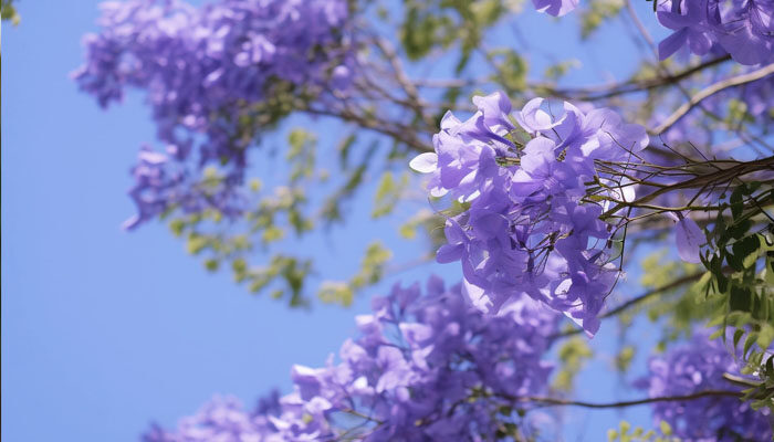 藍(lán)花楹.jpg