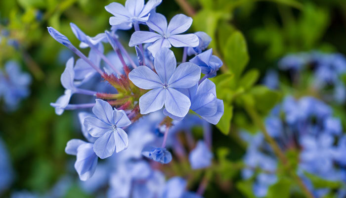 藍(lán)花丹.jpg