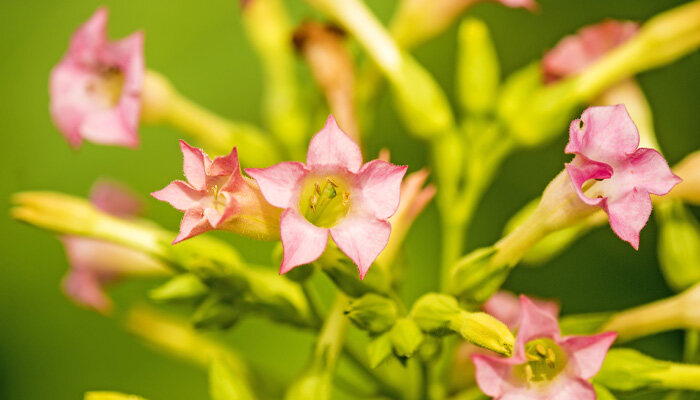 花煙草.jpg