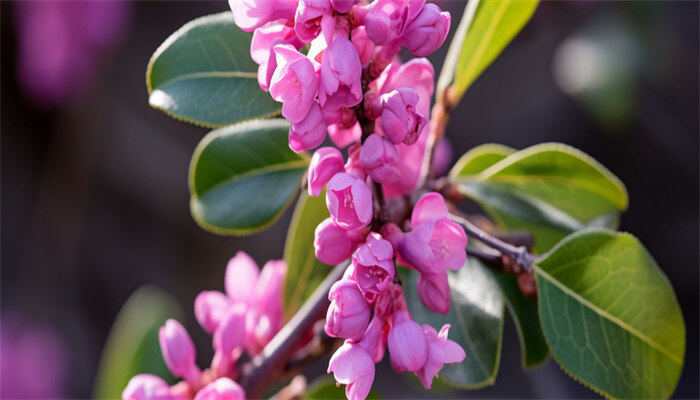 丁香花叶子变黄1.jpg