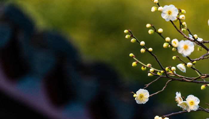 树花.jpg