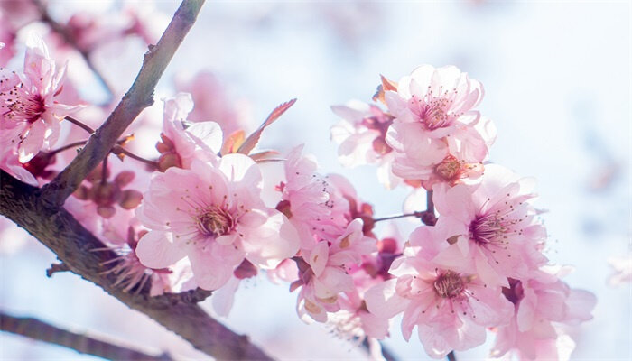 桃花.jpg