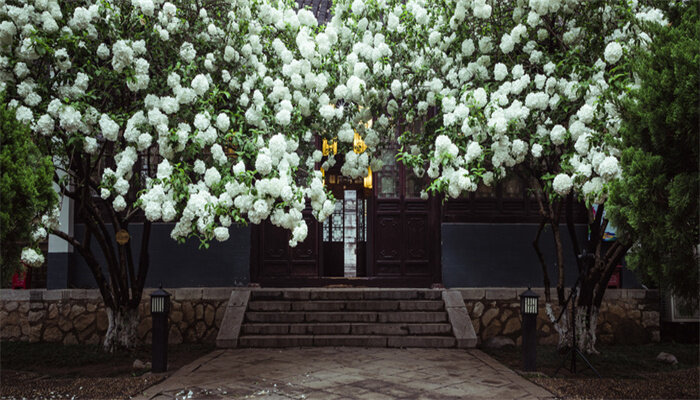 木绣球花2.jpg