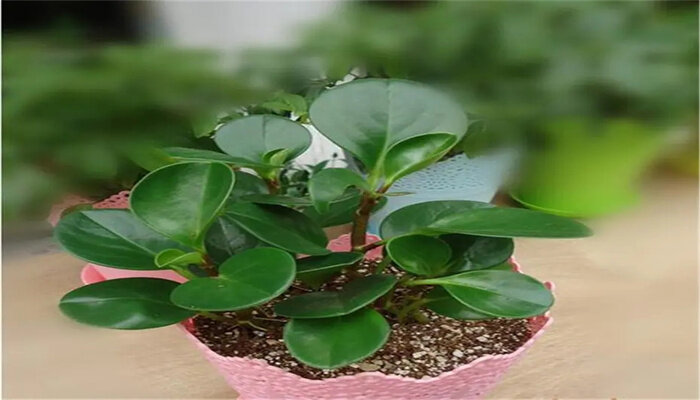 碧玉花的2.jpg 碧玉花的2.jpg