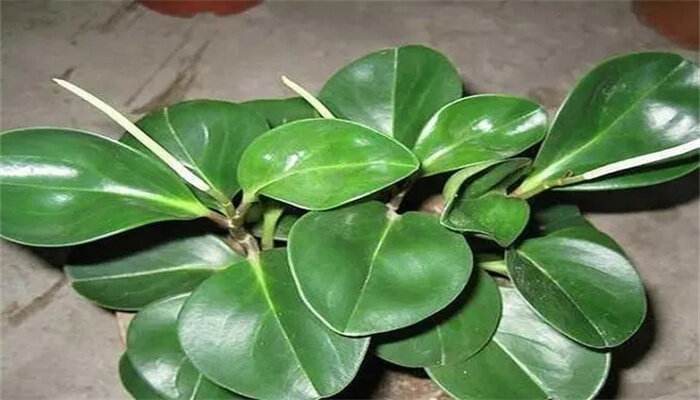 碧玉花的3.jpg 碧玉花的3.jpg