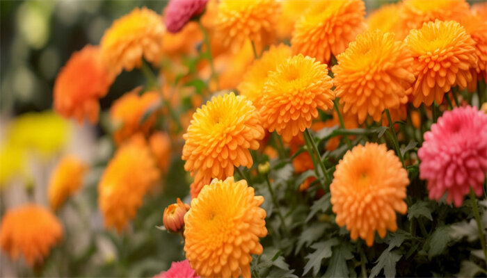 乒乓球菊花1.jpg