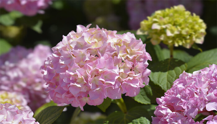 乒乓球花6.jpg