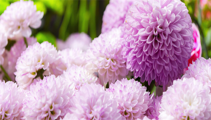 乒乓球花5.jpg
