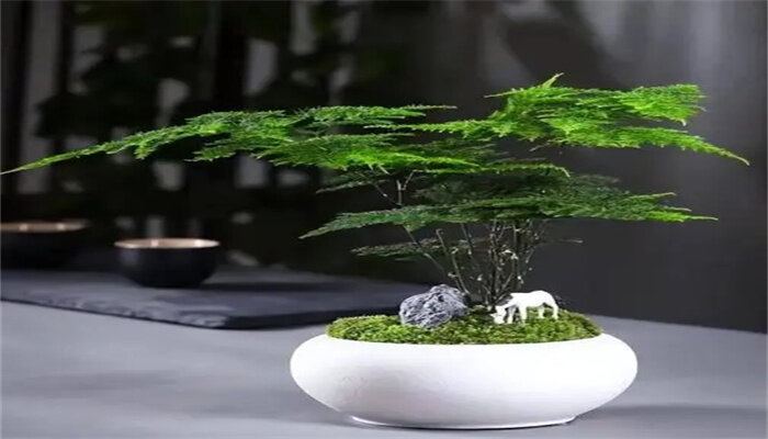 云竹4.jpg