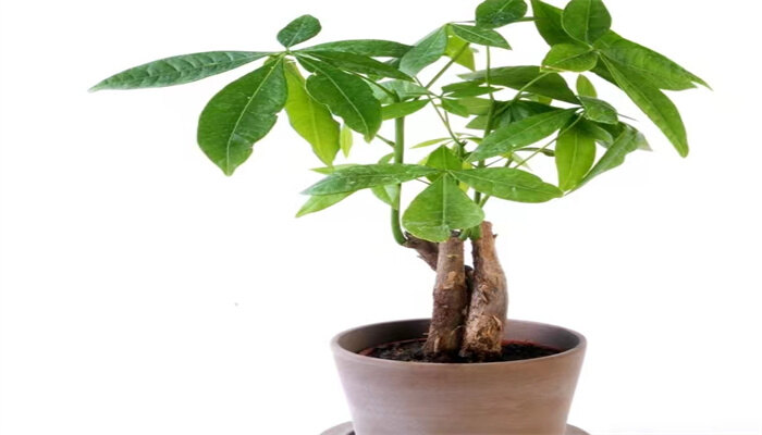 发财树2.jpg 发财树2.jpg