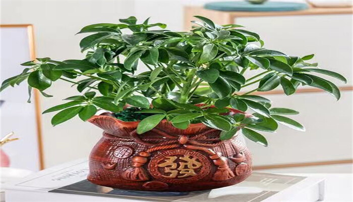 发财树6.jpg 发财树6.jpg