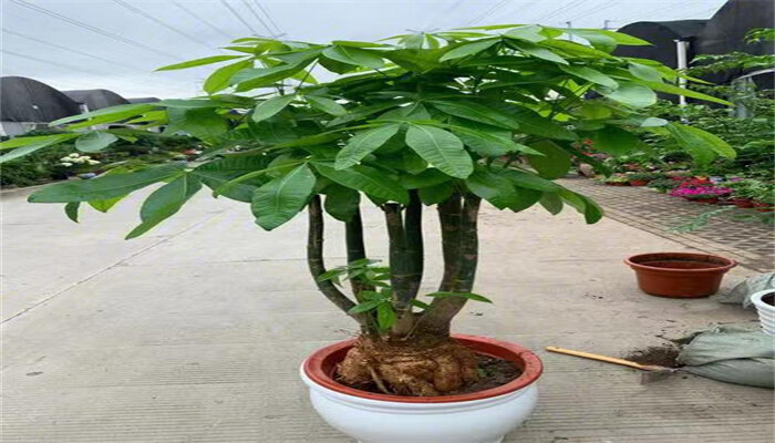 发财树4.jpg 发财树4.jpg