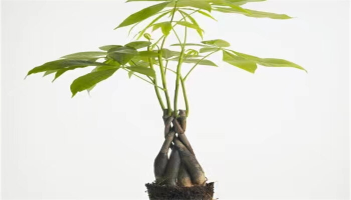 发财树3.jpg 发财树3.jpg