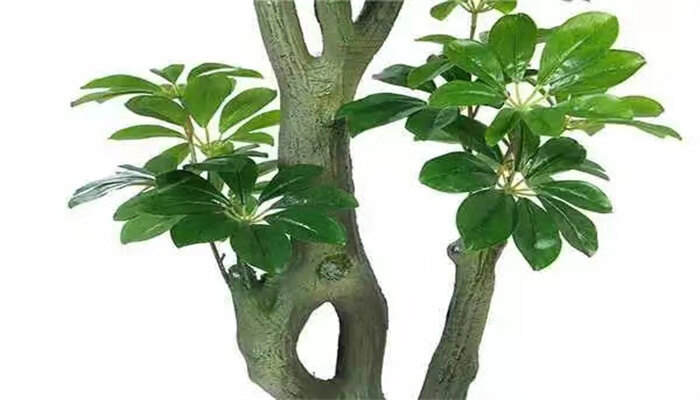 发财树1.jpg 发财树1.jpg