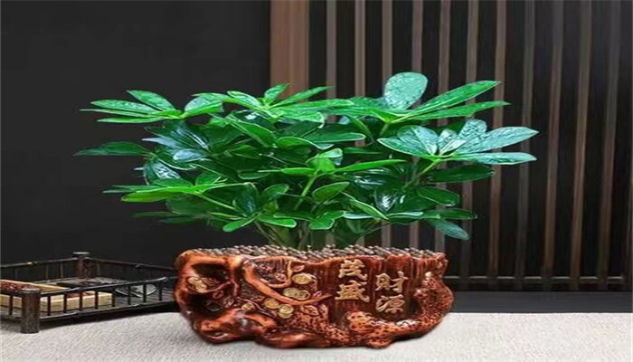 发财树5.jpg 发财树5.jpg