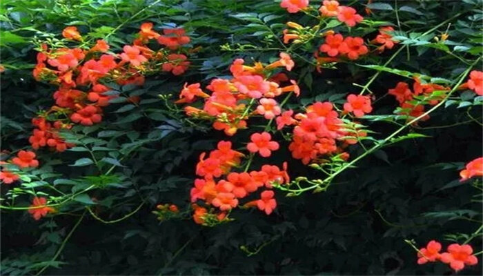 凌霄花5.jpg
