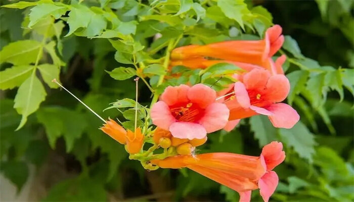 凌霄花4.jpg