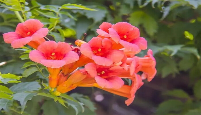 凌霄花2.jpg