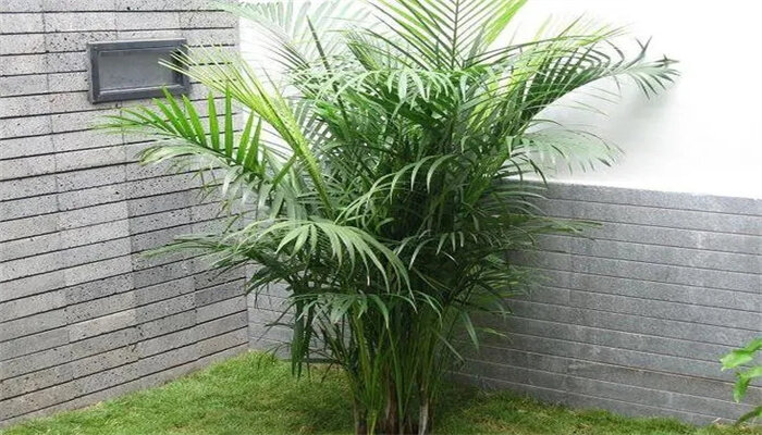凤尾竹2.jpg