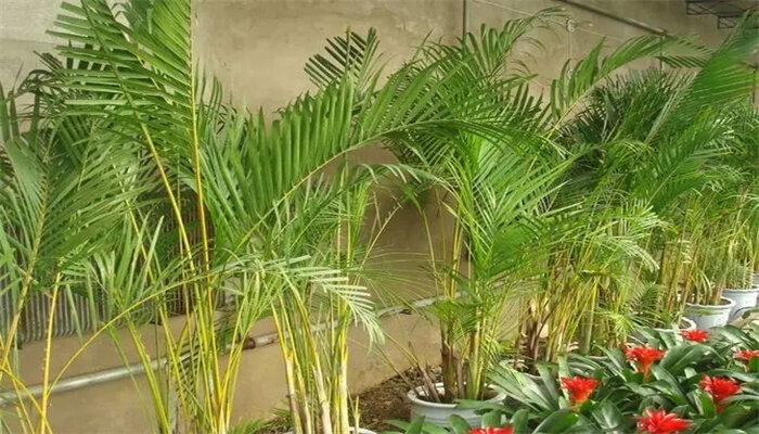 凤尾竹1.jpg