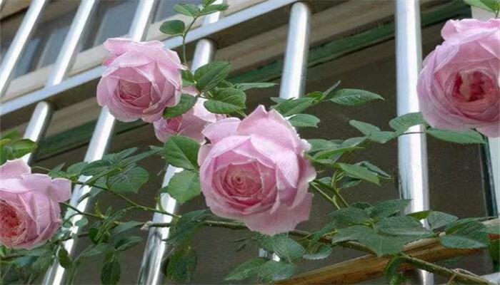 月季花2.jpg