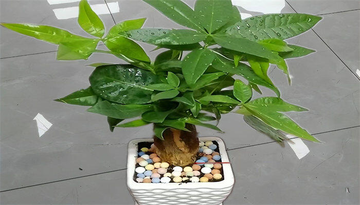 发财树3.jpg