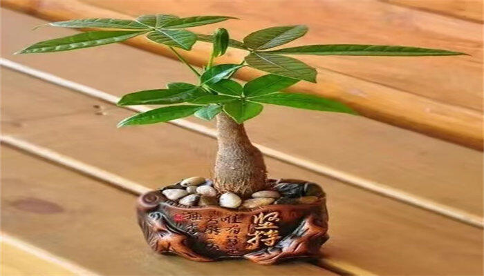 发财树5.jpg