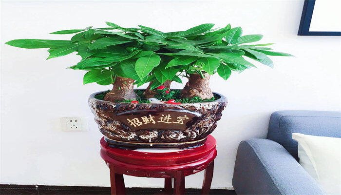 发财树15.jpg