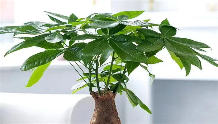 发财树19.jpg