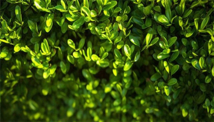 发财树1.jpg 发财树1.jpg