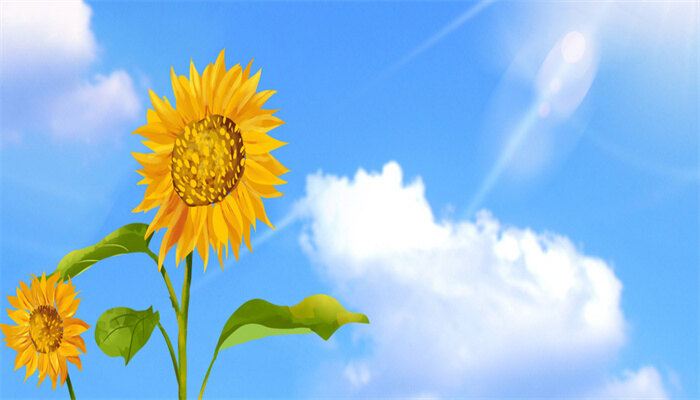 向日葵6.jpg 向日葵6.jpg