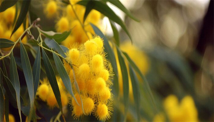 含羞草4.jpg 含羞草4.jpg