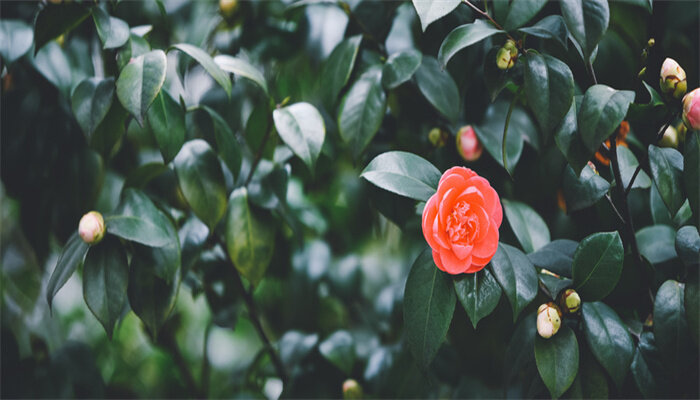 山茶花1.jpg