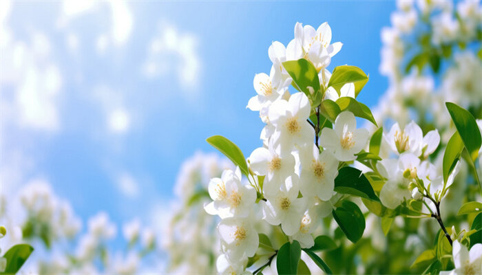 茉莉花3.jpg