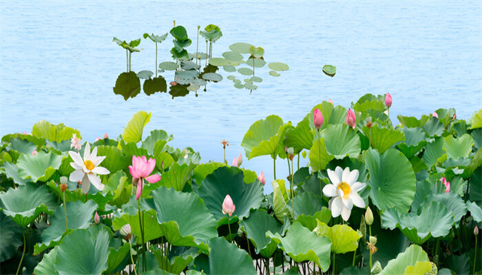 荷花.jpg