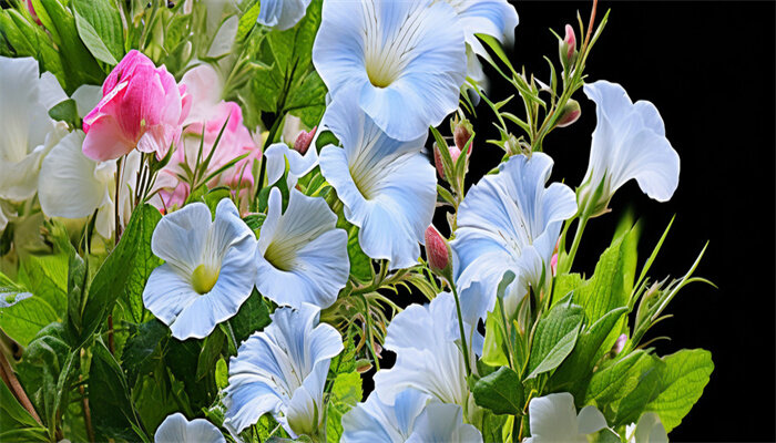 牵牛花2.jpg