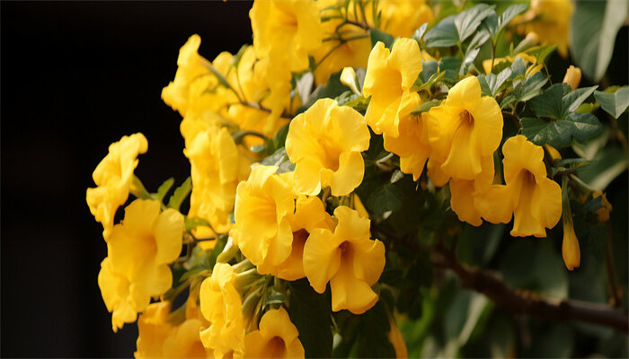 牵牛花1.jpg