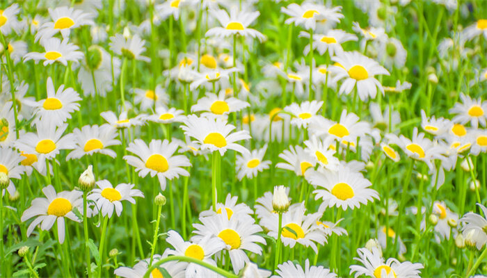 大滨菊1.jpg