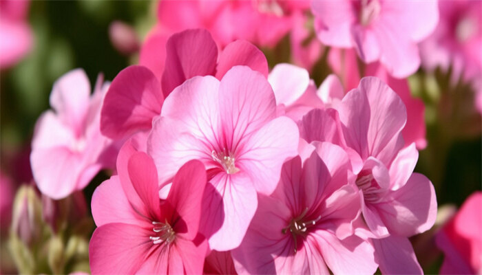 天竺葵9.jpg 天竺葵9.jpg