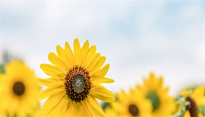 太阳花1.jpg