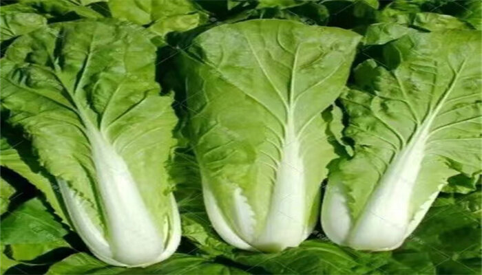 奶油快菜6.jpg