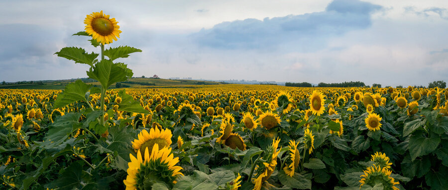 太阳花8 (1).jpg