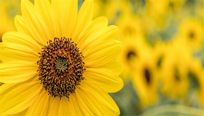 太阳花8 (2)_副本.jpg