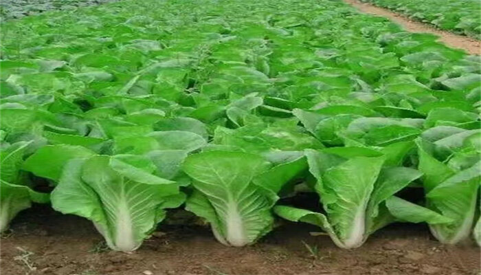 奶油快菜3.jpg