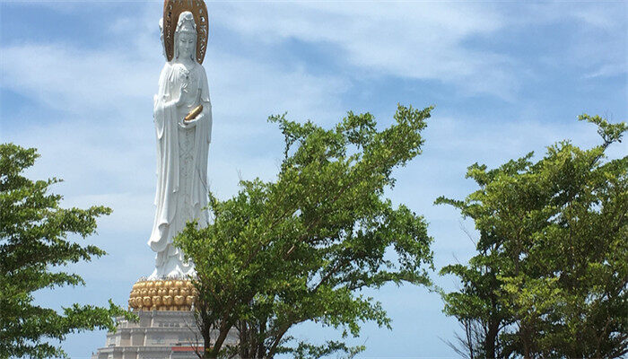 龙血树1.jpg